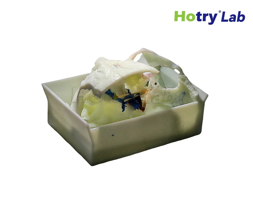 Mô hình nền sọ HC-SK-01