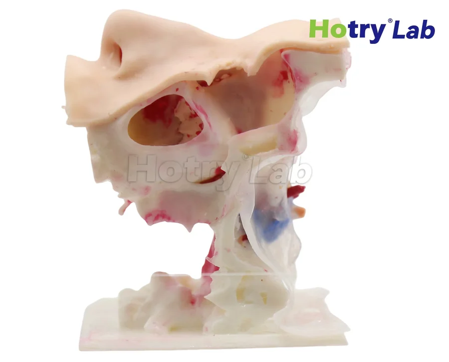Mô hình đào tạo nội soi qua mũi HC-EN